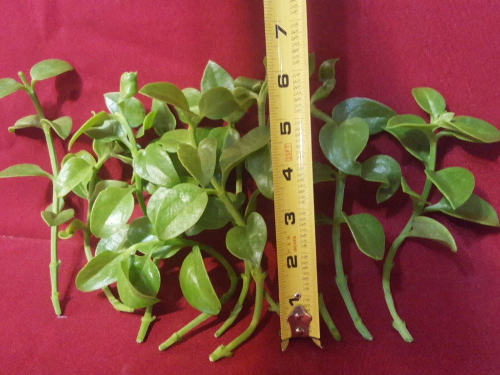 Aptenia Cordifolia Red Apple Unrooted Cuttings 24 Pack 4-6" Sun Rose Ground Cover