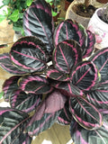 25+ Edgy Pink Calathea Couture Seeds | Beautiful Indoor/Outdoor Plant | Calathea lietzei