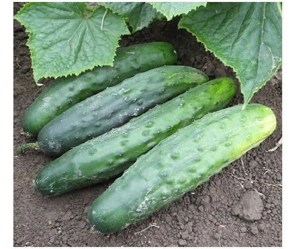 Marketmore 76 Cucumber Seeds - High Quality Bush Variety, Best Slicing, 25-200 Seeds, Disease Resistant