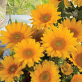 Fresh Sunflower Seeds - 20 Organic Vincent's Seeds - Helianthus annuus - USA Grown, Ships Free