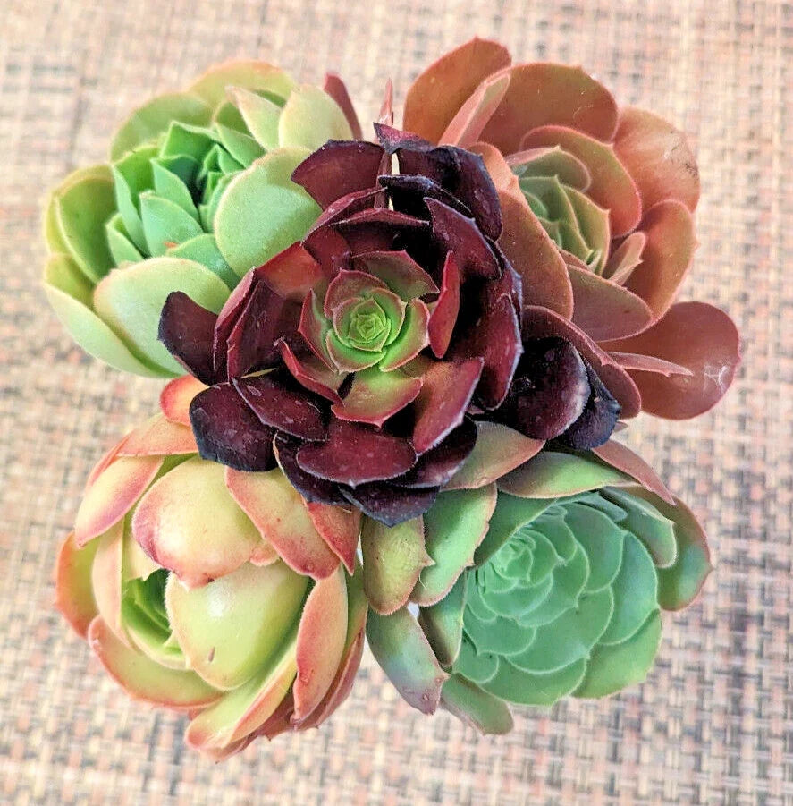 Aeonium Cuttings Set of 5 - 2 Inch Diameter - Diverse Varieties - Succulent Plants for Home Decor