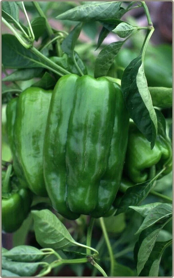 Big Bertha Sweet Pepper Seeds - 100+ Non-GMO Heirloom Organic Seeds - Capsicum annuum - Huge Yield