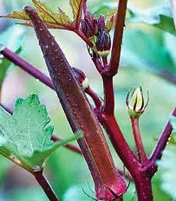 Okra Seeds, 25+ Non-GMO Heirloom Red Burgundy, Garden Planting Seeds, Abelmoschus esculentus