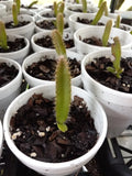 4 Rooted Dragon Fruit Seedlings, Red & Yellow Mix, Hylocereus undatus, Bare Roots, 3"-5" Tall, 2-Year-Old Plants