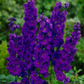 Pacific Giant Black Night Delphinium Seeds - 200+ Premium Seeds for Garden - Delphinium elatum