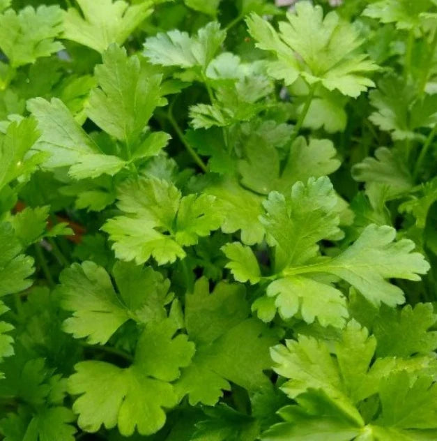 Italian Giant Parsley Seeds - 500 Non-GMO Edible Culinary Herb Seeds (Petroselinum crispum) for Container Garden