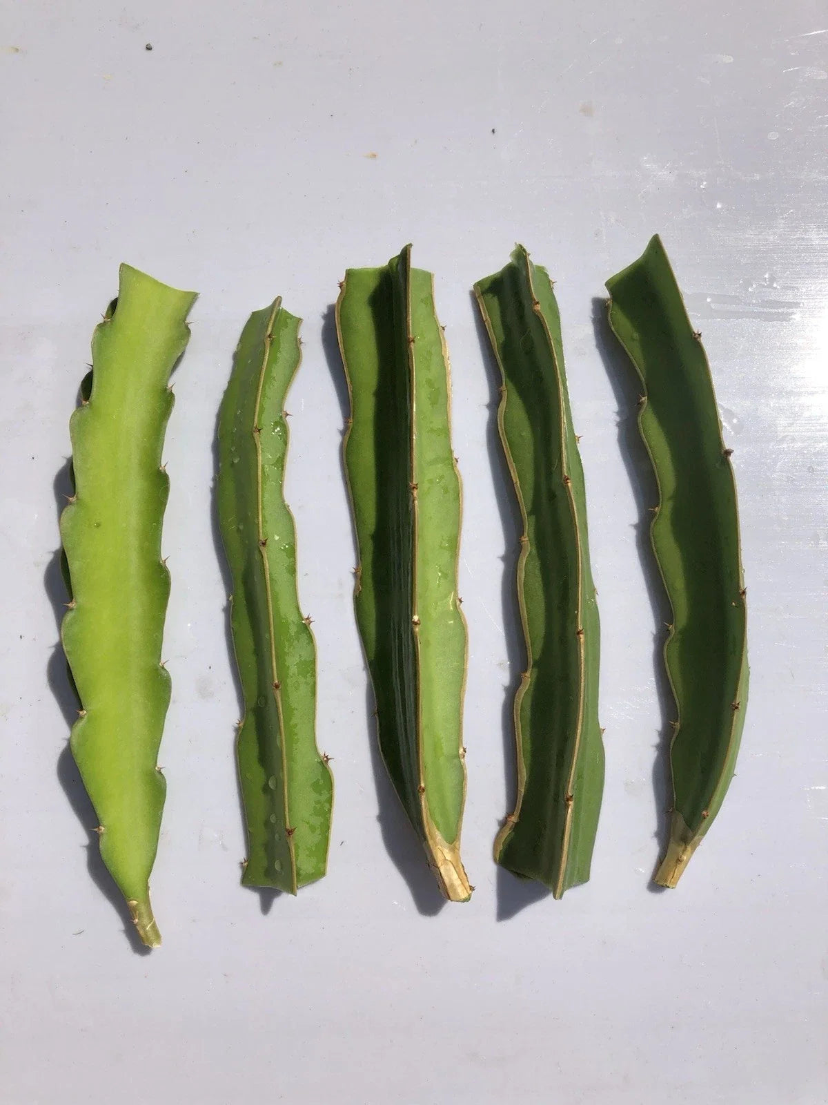 5 Pcs Dragon Fruit Cuttings 7” White Pitaya Cactus (Hylocereus undatus) Ready to Plant, No Roots