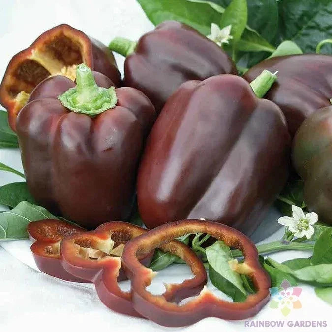 Chocolate Bell Sweet Pepper Seeds - 25+ Heirloom Seeds for Garden Planting - Capsicum annuum - USA