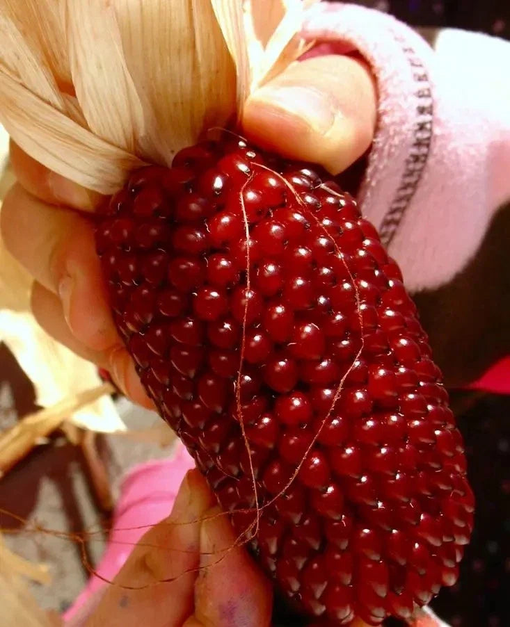 30+ Organic Strawberry Ruby Corn Seeds - Heirloom Popcorn - Sweet Variety - Rare Cultivar