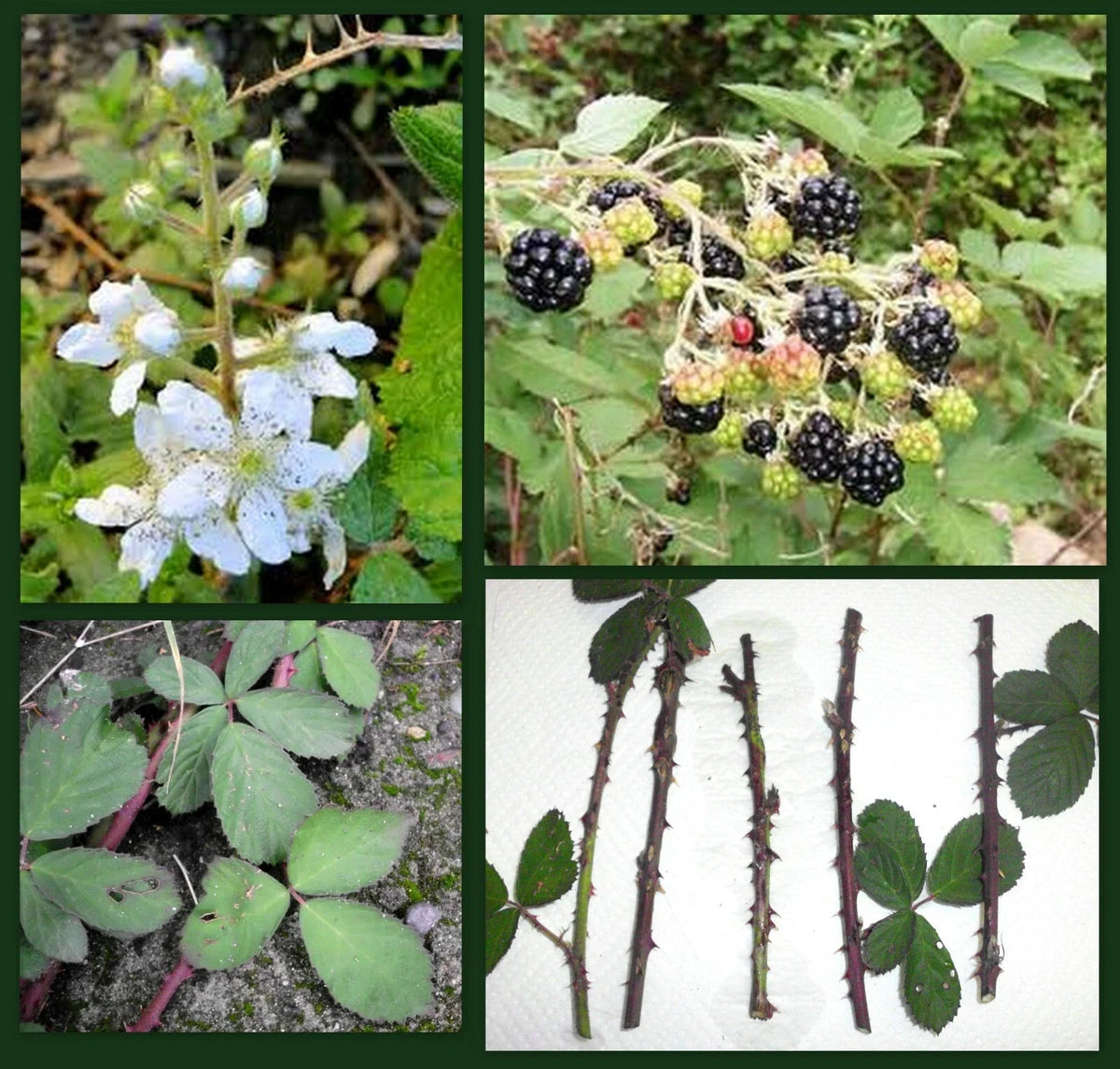 Blackberry Cane Cuttings - 5 Organic Thorned Rubus Cuttings for Propagation & Permaculture