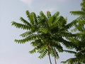Tree of Heaven Seeds - 20 Pack, Ailanthus Altissima, Ideal for Bonsai and Outdoor Planting