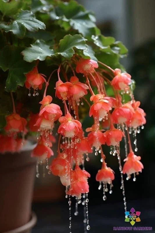 Red Weeping Begonia Seeds - 25+ Pack for Garden Planting - Begonia 'Fuchsii' - USA Grown, Free Shipping