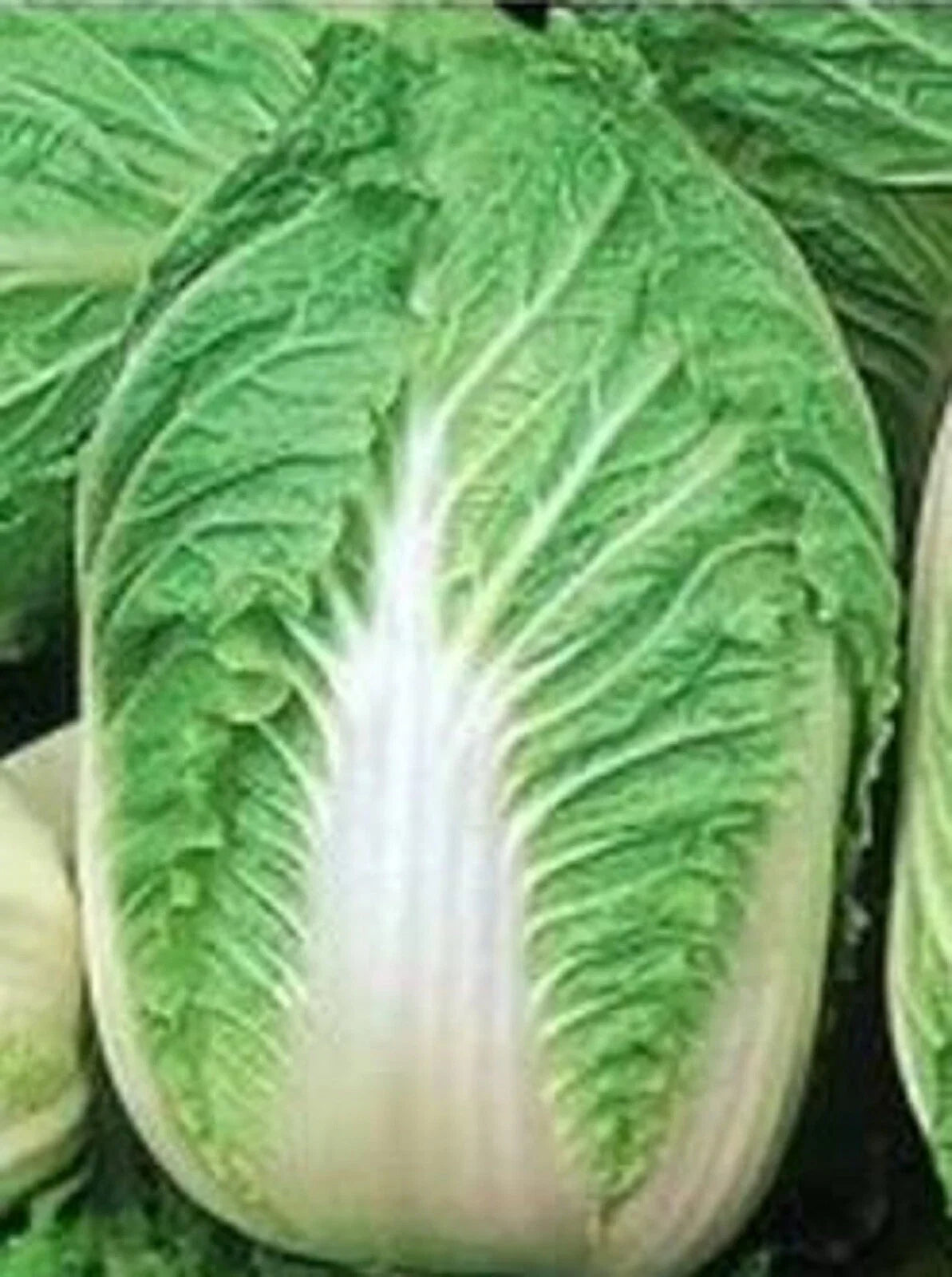Chinese Cabbage Seeds - Michihili Variety - 500+ Non-GMO Seeds - Ideal for Home Gardening - Brassica rapa