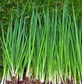 Tokyo Long White Onion Seeds - Heirloom Variety for Salads & Cooking - 100+ Seeds - Allium fistulosum