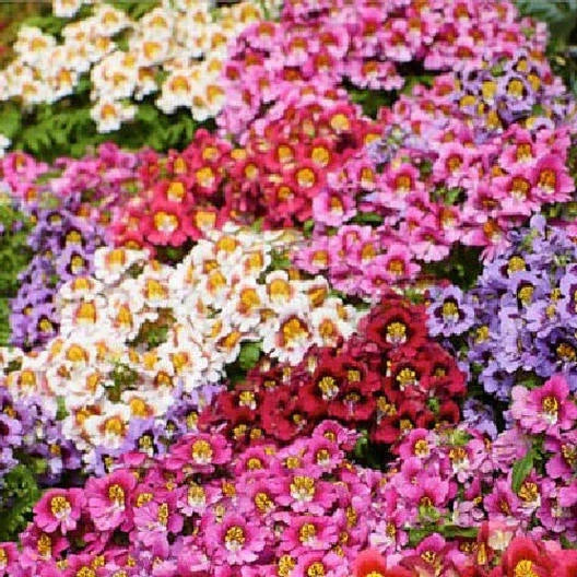 Butterfly Flower Seeds - ANGEL WINGS Schizanthus Mix - NonGMO 1500 Seeds - Poor Man's Orchid