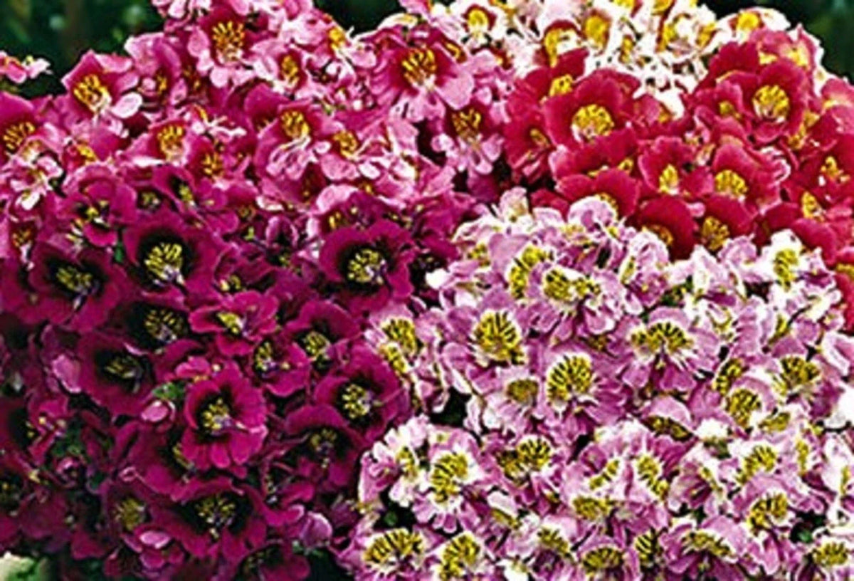 Butterfly Flower Seeds - Angel Wings Mix - 100+ Non-GMO Seeds - Ideal for Gardens & Pollinators - Plant for Vibrant Blooms