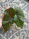 Giant Angel Wing Begonia Cuttings - 2 Pieces - Indoor Plant - Begonia Clypeolata