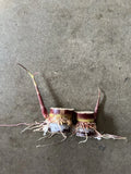 Rooted Dark Purple Sugarcane Cuttings - 2pcs Sweet & Juicy (Saccharum spontaneum) Ready to Plant
