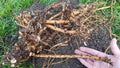 Hop Rhizomes - Jumbo Size - Cascade, Columbus, Glacier, Nugget, Chinook, Mt. Hood - Humulus lupulus - Fresh Organic Roots