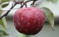 Almata Apple Seeds - 25+ Seeds for Garden Planting - Malus domestica - USA Origin