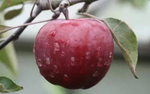 Almata Apple Seeds - 25+ Seeds for Garden Planting - Malus domestica - USA Origin