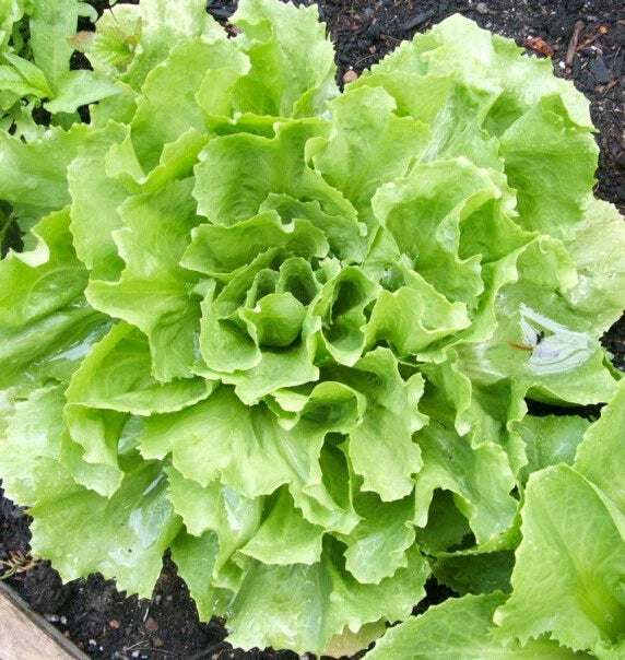 Broadleaf Batavian Endive Seeds - 500+ Organic Cichorium endivia Escarole Vegetable Seeds USA