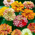Candy Stripe Mixed Zinnia Seeds - 100+ Pack - Colorful Garden Flowers - Zinnia elegans - USA Grown, Free Shipping
