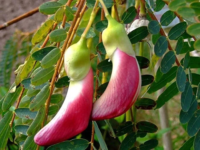 Fresh Seeds - 20+ Red Hummingbird Tree (Sesbania Grandiflora) Agati Flower Plant for Gardening and Landscaping