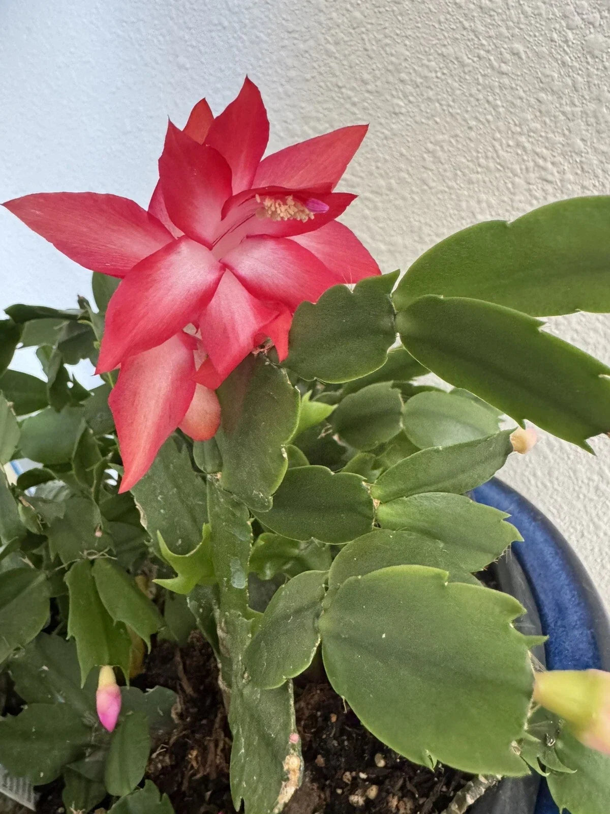 Christmas Cactus Cuttings 4"-5" Red Coral Schlumbergera
