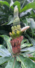 Yellow Spiral Ginger Cuttings - 3 Rooted Cuttings, Dimerocostus strobilaceous, Hawaii Grown