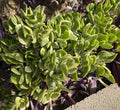 Crassula Ovata Variegated Jade Cuttings - Lemon Lime Tri-Color Succulent - 5 Pack