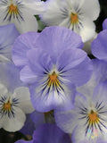 Plentifall Frost Pansy Seeds - 200+ Count - Viola Variety - Ideal for Garden Planting - USA Grown