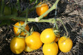 Sweet Lemon Tomato Seeds - 100 Organic Seeds - USA Grown - Heirloom Variety - Perfect for Home Gardening