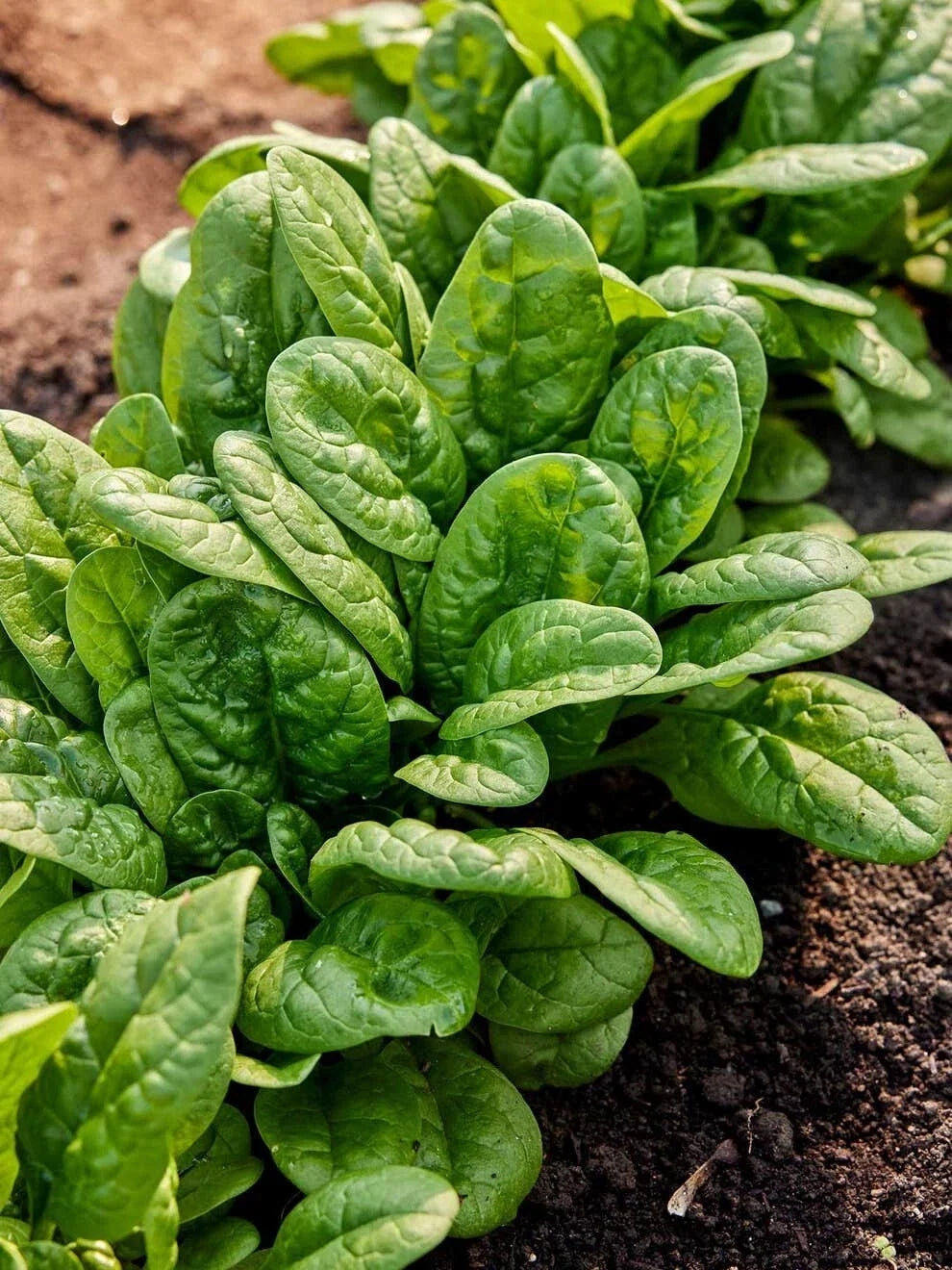 Bloomsdale Spinach Seeds - 150+ Non-GMO Heirloom Organic Seeds - Spinacia oleracea - USA Grown