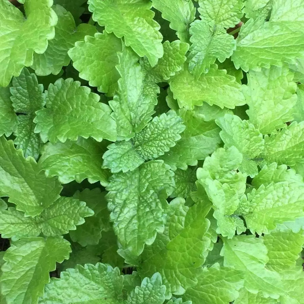 Lemon Balm Seeds 500+ | Perennial Herb | Mosquito Insect Repellent | Melissa officinalis | USA Free Shipping