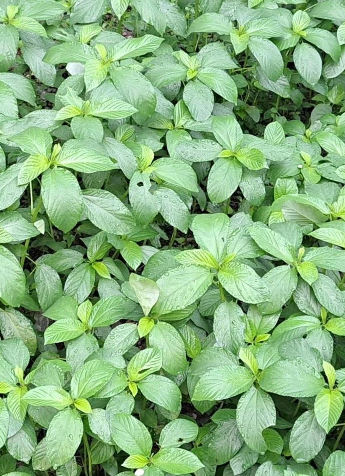 200+ Seeds Egyptian Spinach Saluyot Jute Molokhia - Heirloom Vegetable Seeds for Home Gardening