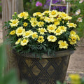 Daisy Wheel Lemon Marigold Seeds - 25+ Pack for Garden Planting - Tagetes erecta - USA Grown, Free Shipping