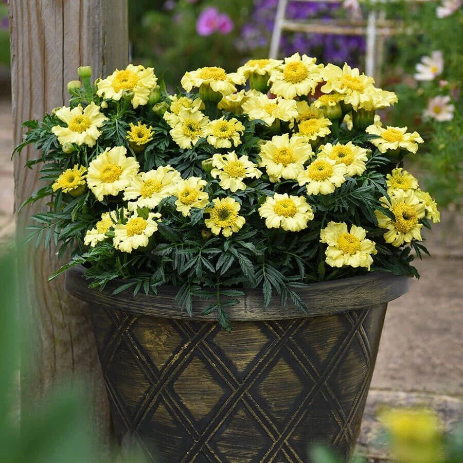 Daisy Wheel Lemon Marigold Seeds - 25+ Pack for Garden Planting - Tagetes erecta - USA Grown, Free Shipping