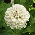Polar Bear Zinnia Wildflower Seeds 1/4 Lb - Mylar Seed Packet - Zinnia elegans - Everwilde Farms