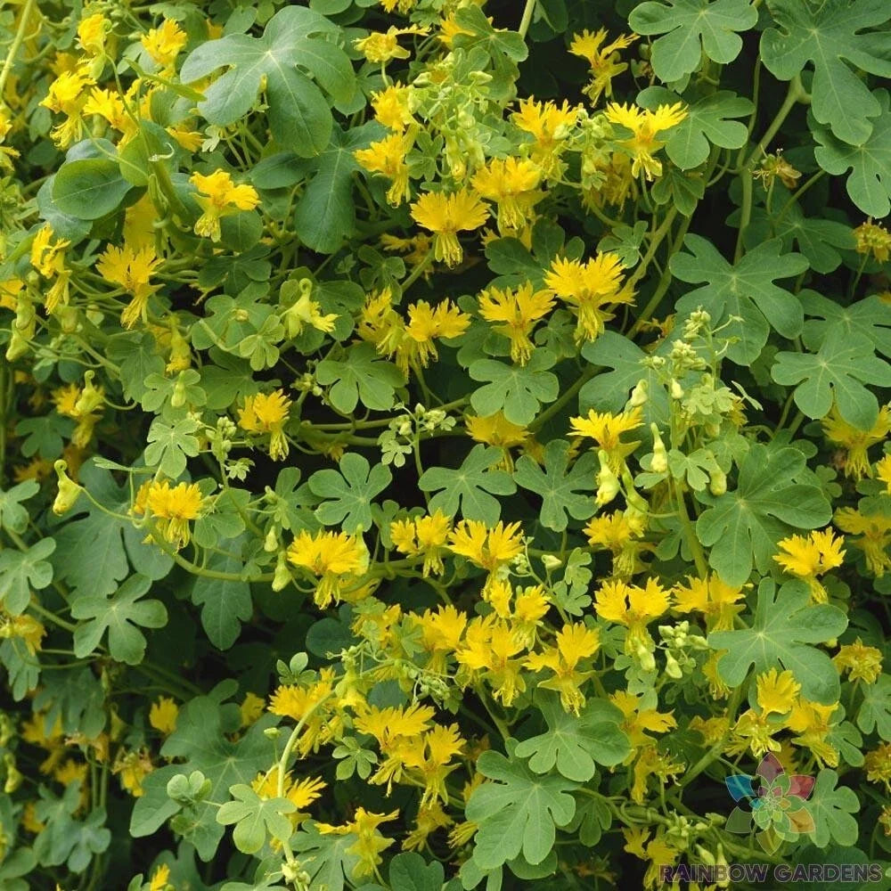 Canary Creeper Nasturtium Seeds - 50+ Pack - Ideal for Garden Planting - Tropaeolum peregrinum - USA