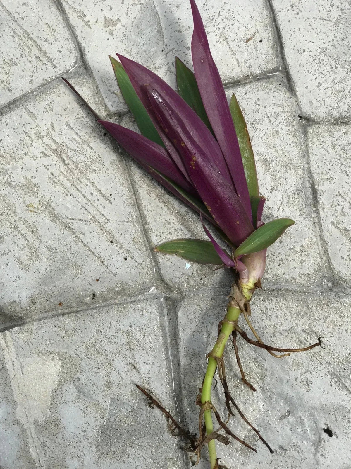 Dwarf Oyster Plant (Tradescantia spathacea) Bare Root - 6 Live Plants | Moses in the Basket
