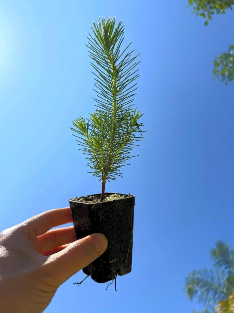 Stone Pine Tree (Pinus pinea) - Italian Umbrella Pine Seedlings, 2-Pack