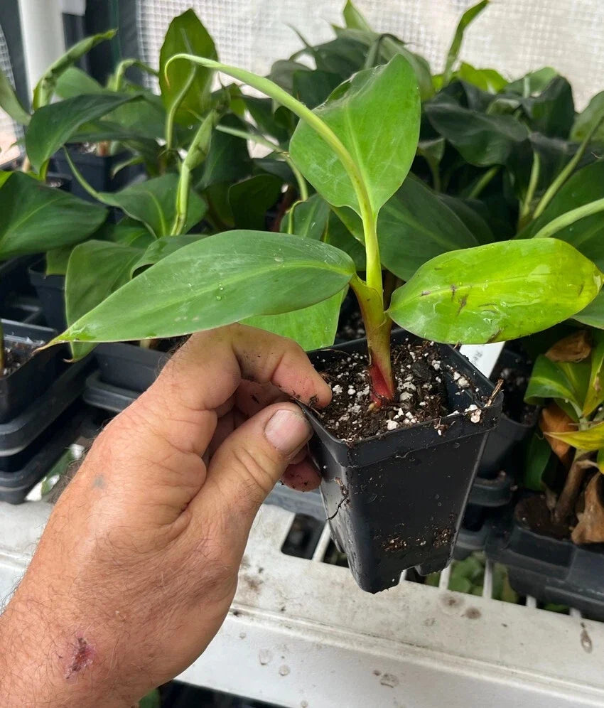 Red Dacca Banana Plant (Musa acuminata) – Live Red Banana Tree, Edible Tropical Fruit
