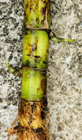 5 Fresh Green Sugarcane Cuttings – Ready-to-Plant Organic Cane Starts