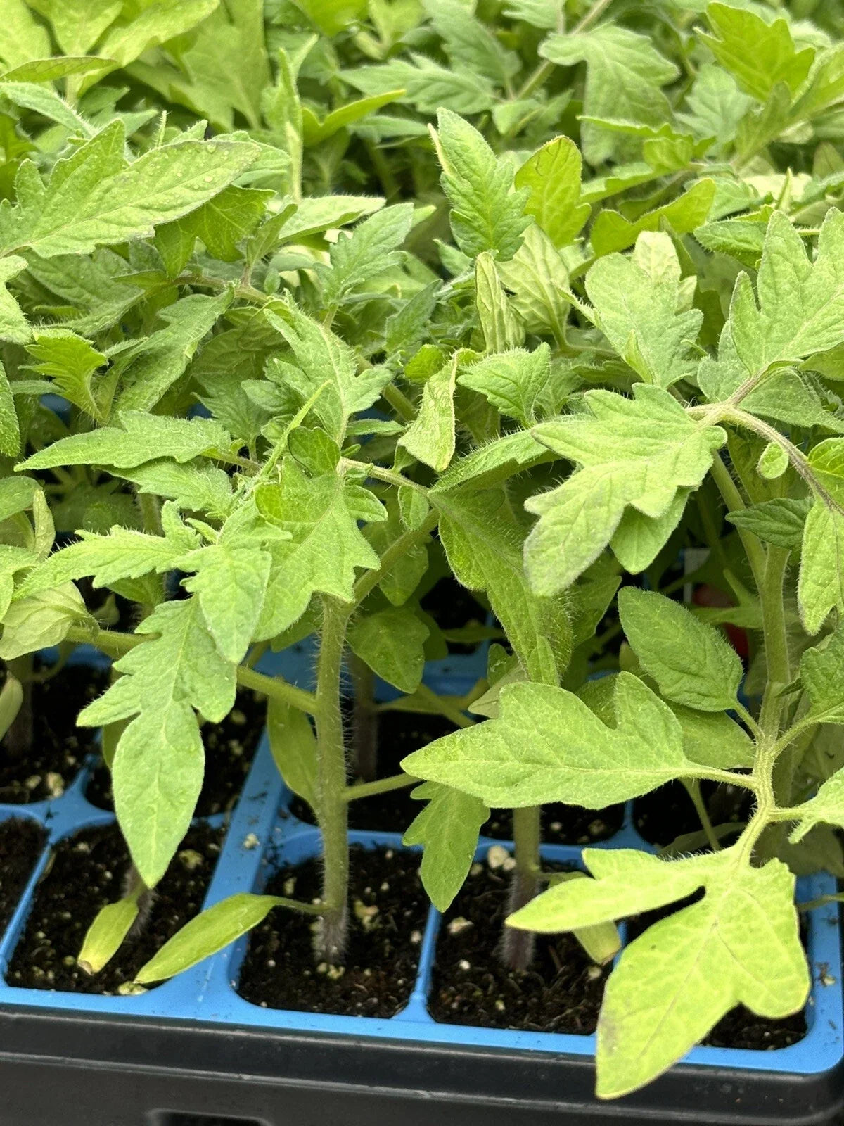 Celebrity Tomato Live Plants (2-pack) - Solanum lycopersicum, 6–10" - Disease-Resistant For Slicing & Cooking