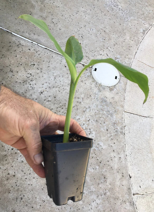 Musa basjoo Banana – Cold Hardy Ornamental Banana, Bare Root Starter