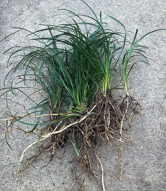 15 Mondo Grass Bare Root Plants - Evergreen Ground Cover for Landscaping