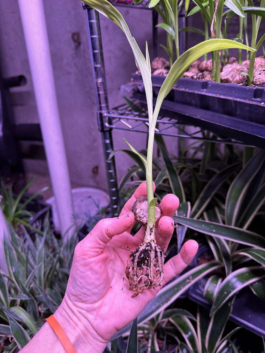 Crinum Lily (Crinum asiaticum) Rooted Starter Plant | Giant White Spider Lily