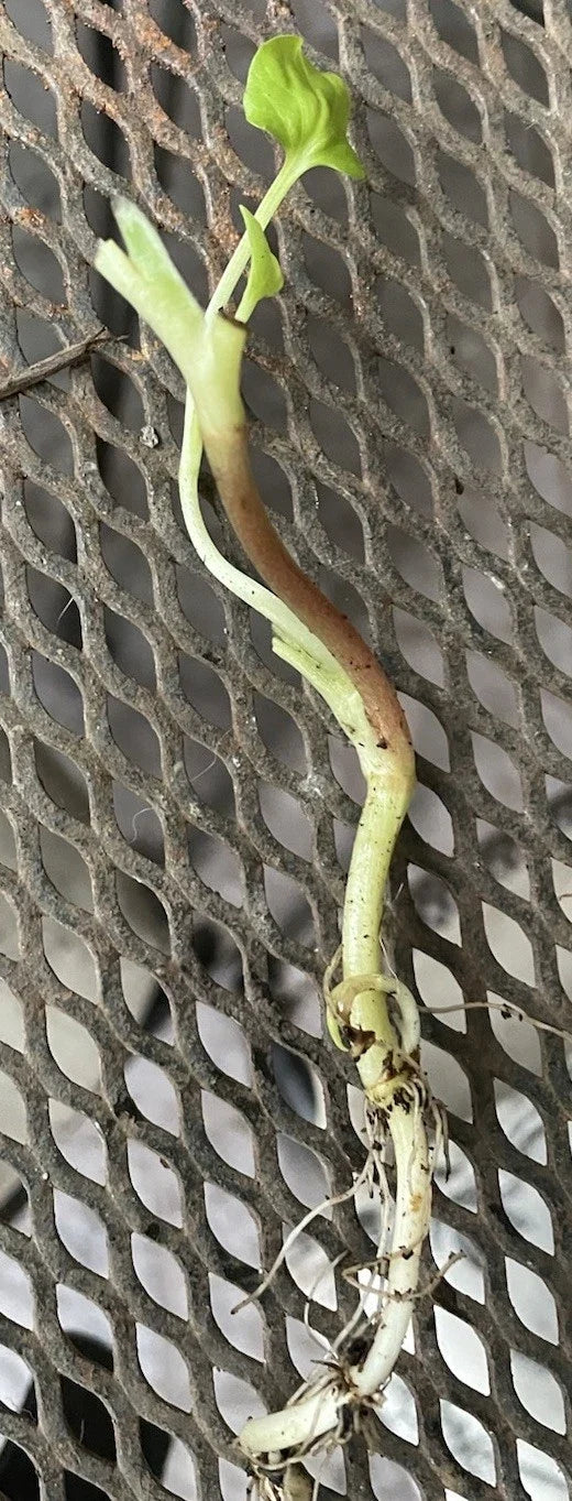 Insulin Plant (Costus igneus) Bare Root - 3"-5" Well-Rooted Spiral Ginger for Blood Sugar Support