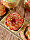 Soul Fairy Succulent – Bare Root Plant, Easy-Care Rosette